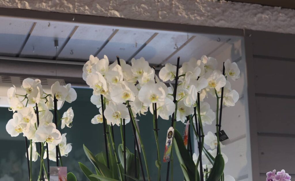 orchidee-fleurs-baccarat